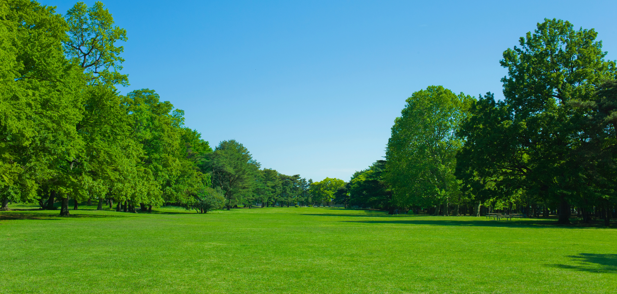 Garden lawn